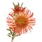 Red protea isolated