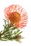 Red protea isolated