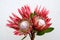 Red Protea pink ice flower on white background