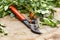 Red pruning shears