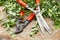 Red pruning shears