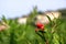 Red Punica granatum flowers on tree, pomegranate blossom in Crete in Greece