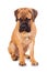 Red puppy bullmastiff