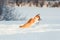 Red puppy Corgi funny catches shimmering soap beautiful bubbles in the winter Sunny Park deftly jumping in white snowdrifts