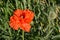 Red puppy flower green grass background