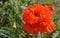 Red puppy flower green grass background