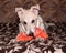 Red puppy nibbles orange toy on couch