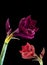 Red purple amaryllis pair with open blossoms and buds,black background,fine art still life color macro, detailed textured blooms
