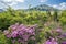 Red purple azalea flowers