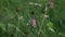 Red purple clover trefoil flowers trifolium pratense close up view summe time in green grass