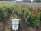 Red and purple dahlia flowers in field with please stay on path no you pick signs