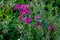 Red or Purple Drummond Phlox Wildflowers