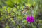 Red purple flower alpenrose Rhododendron ferrugineum with fresh