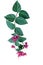 Red purple flowers with green leaves of tropical bleeding heart vine or bagflower Clerodendrum spp. the liana flowering vine