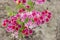 Red and purple flowers with pointed petals, top view closeup