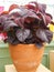 Red purple leaves of the coleus, Plectranthus scutellarioides