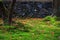 Red and Purple Maple Leaves falling on the Grassland under the Sunlight, Leaves and Moss in the Garden