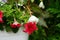 Red and purple petunias, along with white \\\'Illumination White\\\' begonias, bloom in a hanging pot in July.