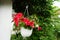 Red and purple petunias, along with white \\\'Illumination White\\\' begonias, bloom in a hanging pot in July.