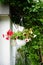 Red and purple petunias, along with white \\\'Illumination White\\\' begonias, bloom in a hanging pot in July.