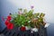 Red and purple petunias, along with white \\\'Illumination White\\\' begonias, bloom in a hanging pot in July.