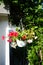 Red and purple petunias, along with white \\\'Illumination White\\\' begonias, bloom in a hanging pot in July.