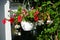 Red and purple petunias, along with white \\\'Illumination White\\\' begonias, bloom in July. Berlin, Germany