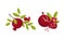 Red-purple Pomegranate Fruit with Outer Husk and Inner Seeds Vector Set