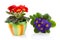 Red and purple primula flower in colorful pot