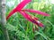 Red and purple Queens Tears Bromeliad bloom close up