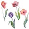 Red and purple tulip floral botanical flowes. Watercolor background set. Isolated tulips illustration element.