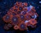 Red and purple zoanthid corals