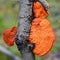Red pycnoporus cinnabarinus mushroom