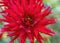 Red Pygmy Dahlia Blooming Macro