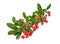 Red pyracantha