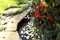 Red pyracantha berries in a rural garden