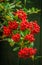 Red Pyracantha Firethorn Berries