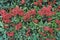 Red pyracantha plant for background. Horizontal