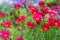 Red Pyrethrum roseum or Persian Daisy in garden