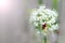 Red Pyrrhocoris apterus on white flowers. Insect in garden. Firebug crawling