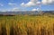 Red quinoa field andean highlands Peru