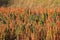 Red quinoa field andean highlands Peru