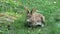 Red rabbit on green grass. Wild rabbit outdoors. Little bunny. Rabbit with open mouth is yawning. Sun day summer