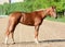 Red racehorse mare arabian breed