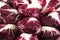 Red radicchio chicory