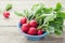 Red radish in blue bowl on rustic wooden table, organic food, garden vegetables