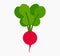 Red radish icon