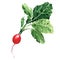 Red radish with leaves, fresh natural organic vegetable, small garden radish, isolated object, close-up, hand drawn