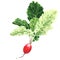 Red radish with leaves, fresh natural organic vegetable, small garden radish, isolated object, close-up, hand drawn