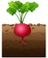 Red radish plant with roots underground illustration